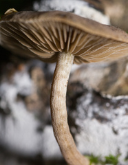 Simocybe