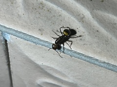 Camponotus nicobarensis