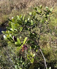 Ilex glabra