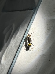 Camponotus nicobarensis