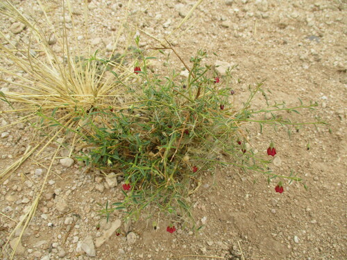 Image of Hermannia modesta by no rights reserved