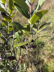 Ilex glabra