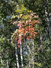 Toxicodendron vernix