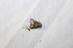 Oligia strigilis