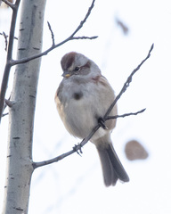 Spizelloides arborea