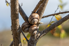 Helix albescens