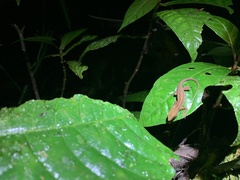 Gelanesaurus flavogularis