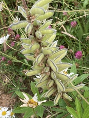 Lupinus polyphyllus