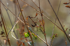 Empusa fasciata