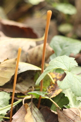 Macrotyphula fistulosa