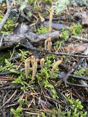 Clavariadelphus sachalinensis