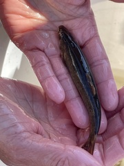 Rhinichthys cataractae