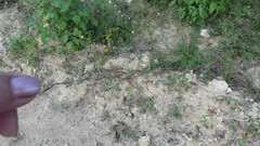 Bouteloua curtipendula