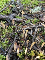 Clavariadelphus sachalinensis