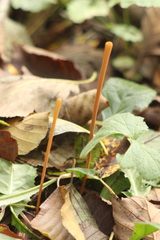 Macrotyphula fistulosa