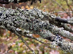 Mycoblastus sanguinarius