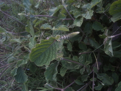 Achyranthes