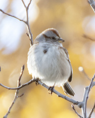 Spizelloides arborea