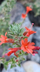 Epilobium canum
