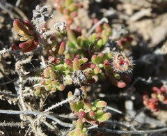Drosanthemum striatum