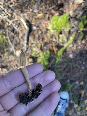 Clavariadelphus sachalinensis