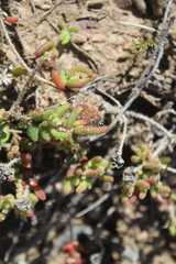Drosanthemum striatum