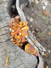 Flammulina velutipes