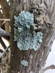 Physcia americana