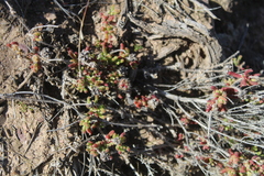 Drosanthemum striatum