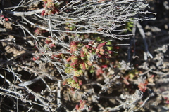 Drosanthemum striatum