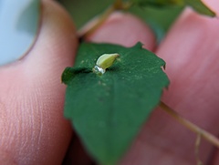 Neolasioptera impatientifolia