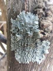 Physcia americana