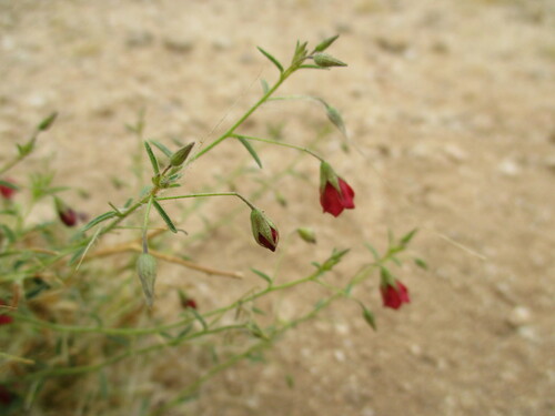 Image of Hermannia modesta by no rights reserved