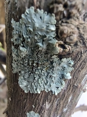 Physcia americana