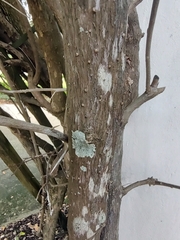 Physcia americana