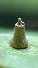 Celticecis aciculata