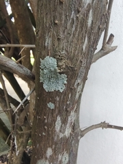 Physcia americana