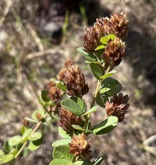 Lespedeza hirta