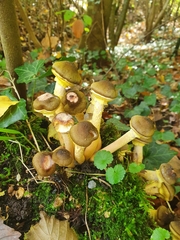 Armillaria gallica