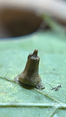 Celticecis aciculata