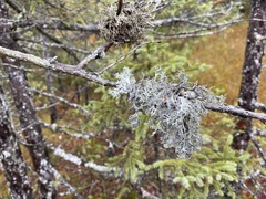 Pseudevernia consocians