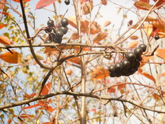 Aronia mitschurinii