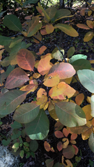 Cotinus coggygria