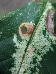 Coptodisca splendoriferella