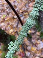 Punctelia caseana