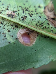 Coptodisca splendoriferella