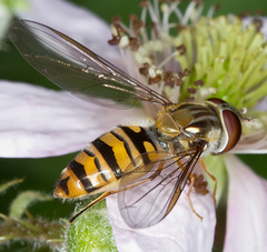 Episyrphus balteatus