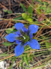 Gentiana autumnalis