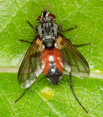 Eriothrix rufomaculata