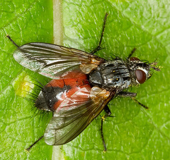 Eriothrix rufomaculata